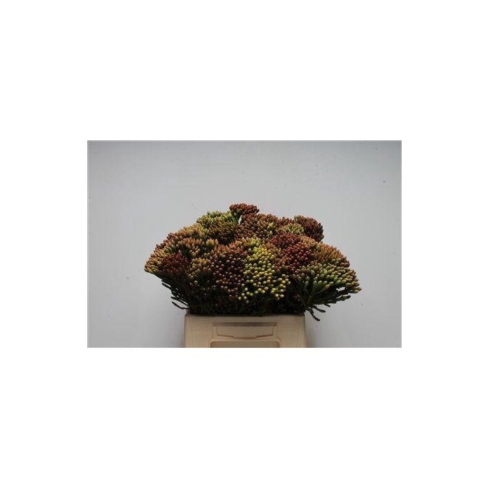 <h4>Kaaps Brunia Red Large</h4>