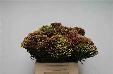 Kaaps Brunia Red Large