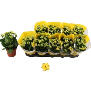 Kalanchoe Rosalie Don Amarillo 12Ø 27cm