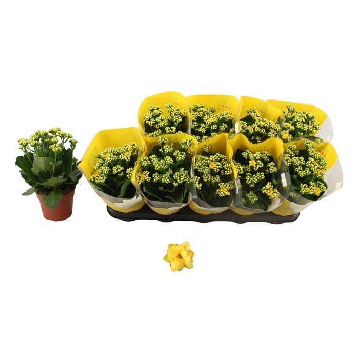 <h4>Kalanchoe Rosalie Don Amarillo 12Ø 27cm</h4>