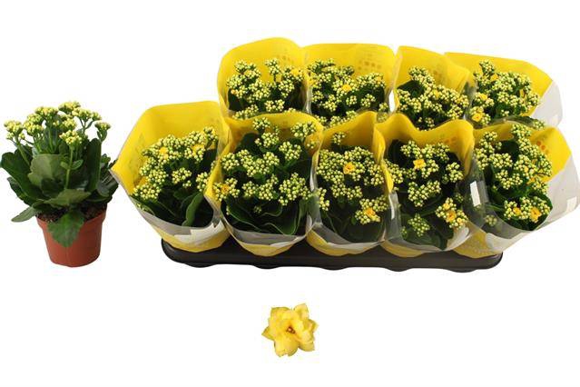 Kalanchoe Rosalie Don Amarillo 12Ø 27cm
