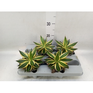 Agave lophantha 'Quadricolor'
