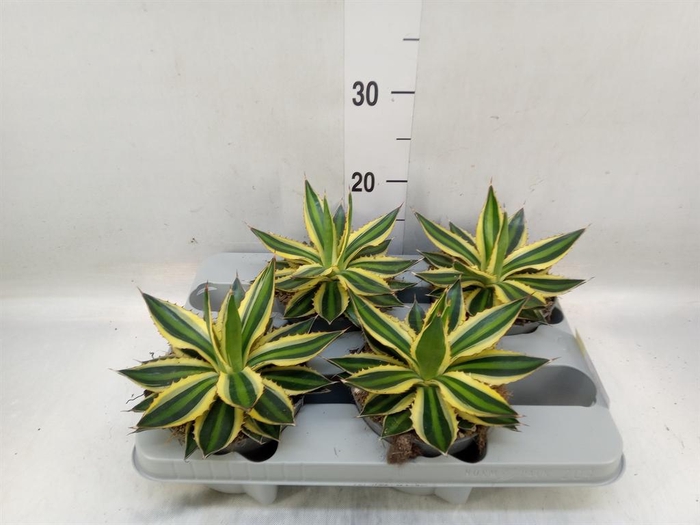<h4>Agave lophantha 'Quadricolor'</h4>