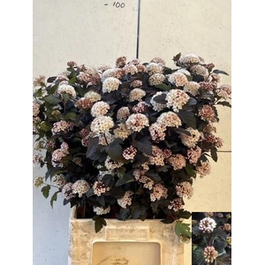 Physocarpus Diabolo Houwelingen