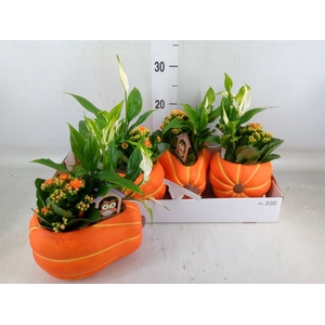 Arr.   Planten L%