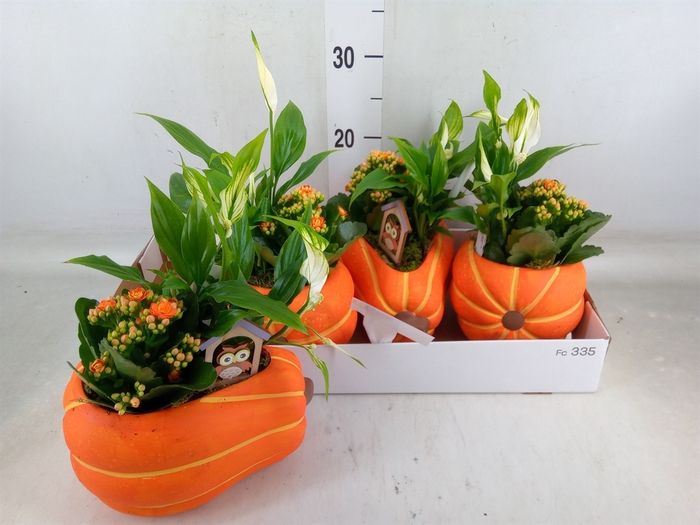 <h4>Arr.   Planten L%</h4>