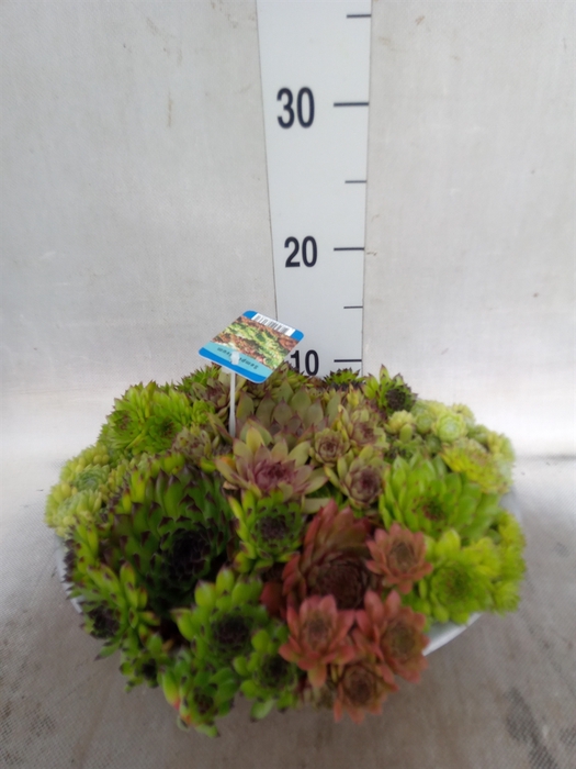 <h4>Sempervivum   ...</h4>