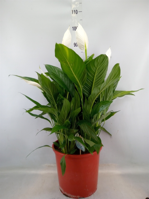 <h4>Spathiphyllum  'Bingo Cupido'</h4>