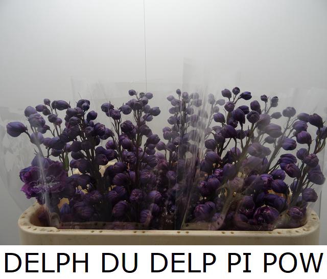 <h4>DELPH DU DELP PI POW</h4>