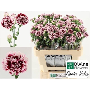 DI FIORINO VALUE