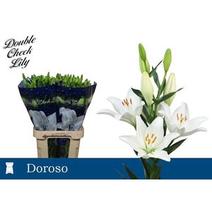 Li La Doroso