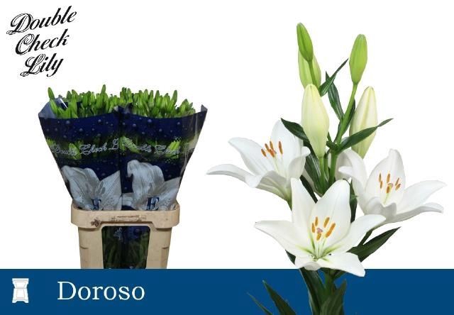 <h4>Li La Doroso</h4>