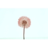 Dried Bleached Dandelion Regular Red