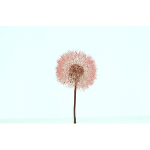 Dried Bleached Dandelion Red Box