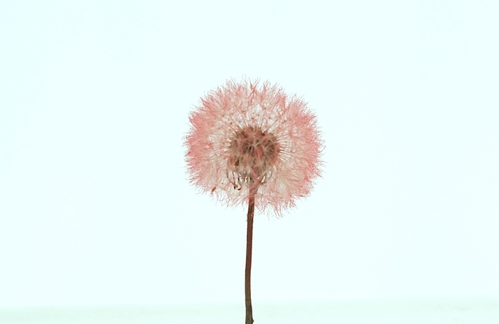 <h4>Dried Bleached Dandelion Red Box</h4>