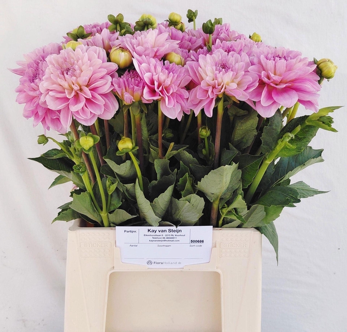 <h4>DAHLIA OVERIG DAHL OV</h4>