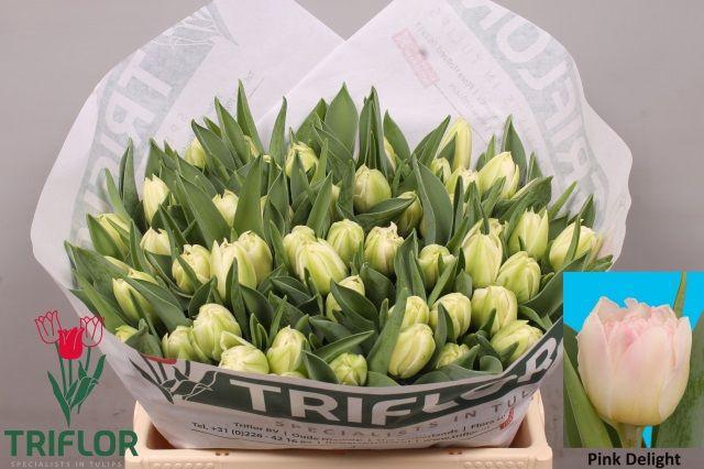 <h4>TU DU PINK DELIGHT</h4>