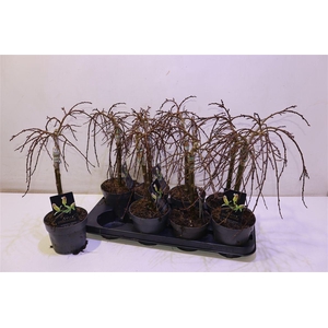 arr8 Salix Arbuscula Op Stam