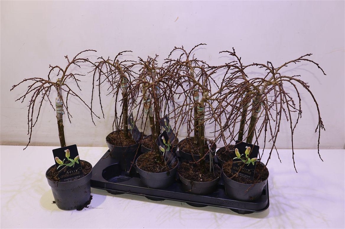 <h4>arr8 Salix Arbuscula Op Stam</h4>