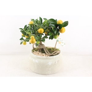 arr3 SN - Ker. schaal luxe white L citrus x2