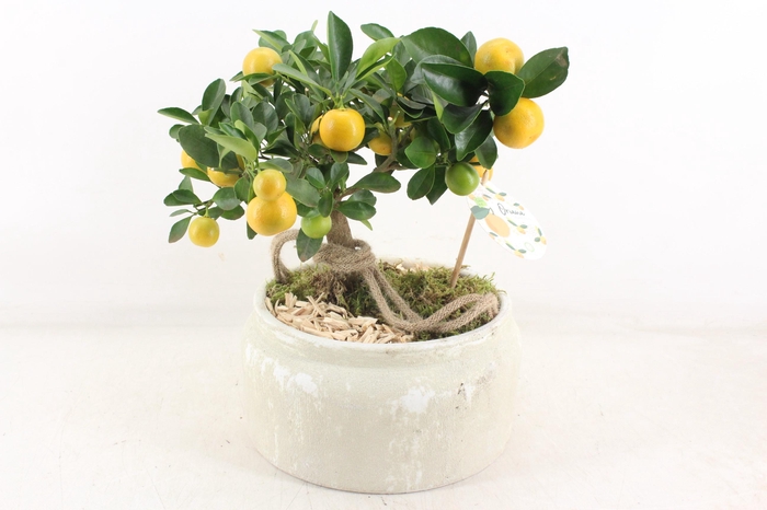 <h4>arr3 SN - Ker. schaal luxe white L citrus x2</h4>