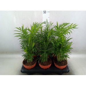 Chamaedorea elegans