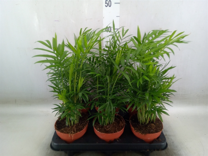 <h4>Chamaedorea elegans</h4>