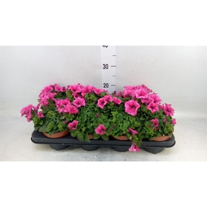 Petunia  'Famous Pink'