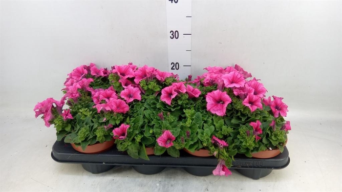 <h4>Petunia  'Famous Pink'</h4>