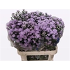 Aster Astee Milka