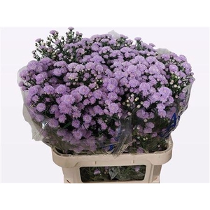 Aster Astee Milka