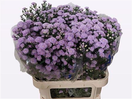 <h4>Aster Astee Milka</h4>