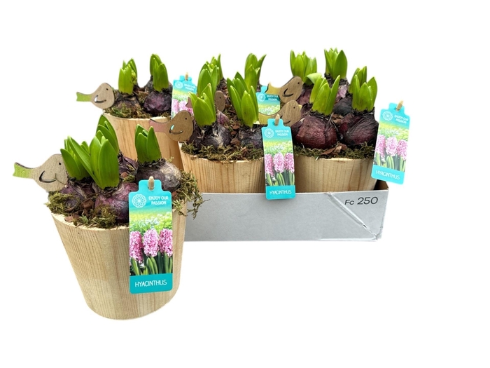 <h4>ARR HYACINTH</h4>