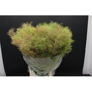 Cotinus Pruik