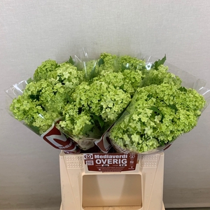 Viburnum L.40 1-4 flowers