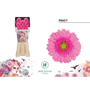 Ge Mi Fancy