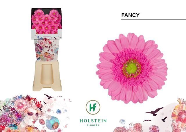 <h4>Ge Mi Fancy</h4>