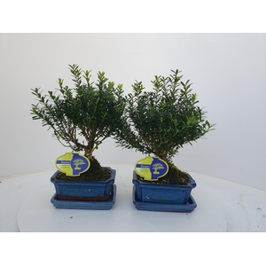 Buxus harlandii, 15 cm broom , with driptray