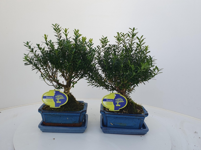 <h4>Buxus harlandii, 15 cm broom , with driptray</h4>