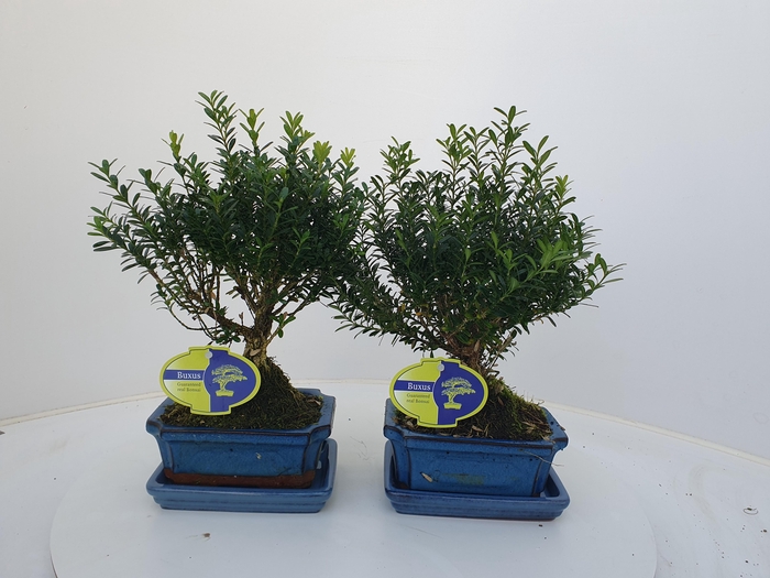 <h4>Buxus harlandii, 15 cm broom , with driptray</h4>