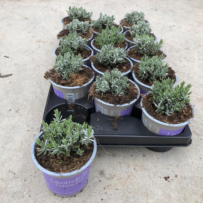 <h4>LAVANDULA ANGUSTIFOLIA</h4>