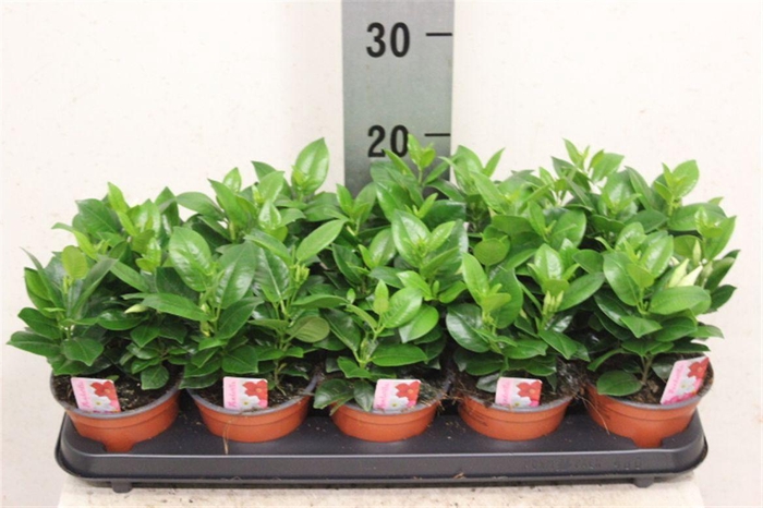 <h4>Mandevilla Rio White</h4>