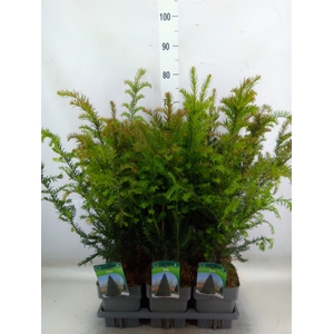 Taxus baccata
