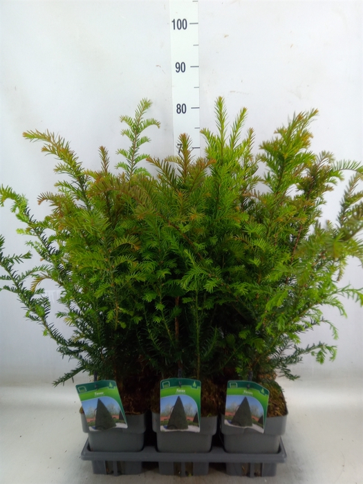 <h4>Taxus baccata</h4>