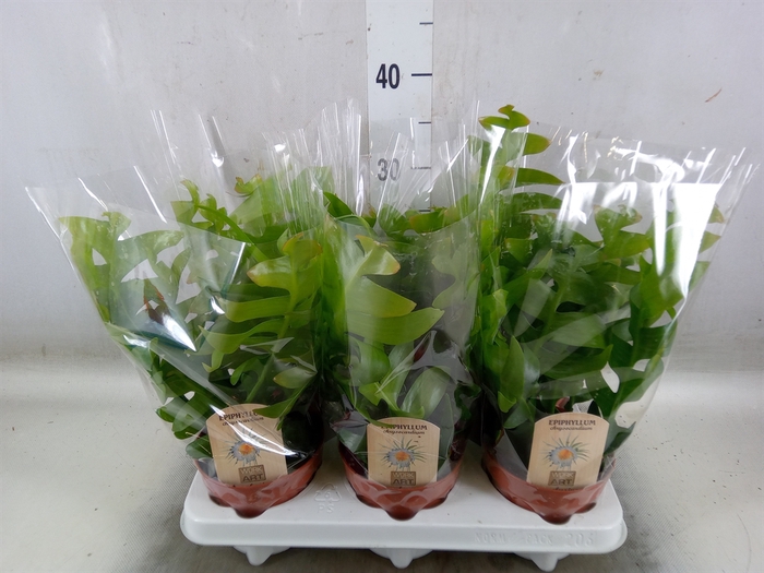 <h4>Epiphyllum   ...</h4>