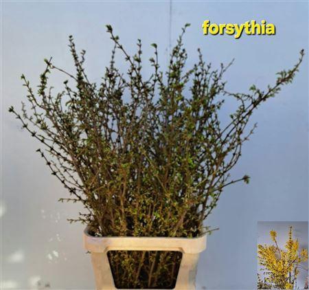 <h4>FORSY I SPECTABILIS</h4>