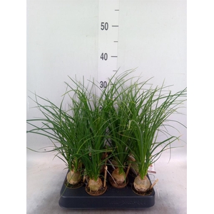 Beaucarnea recurvata