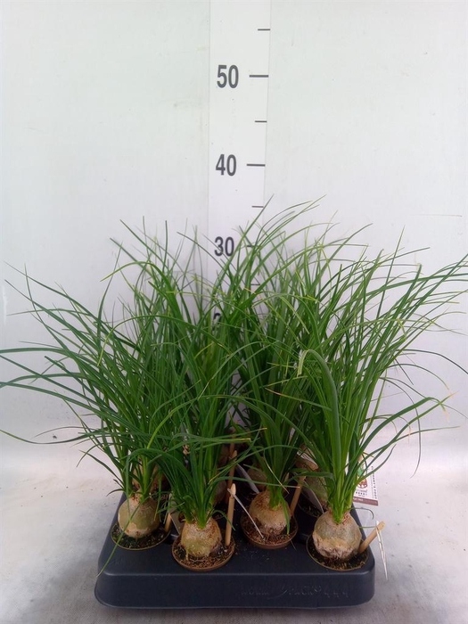 <h4>Beaucarnea recurvata</h4>