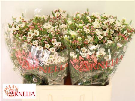 <h4>Chamelaucium Moonlight Delight 60cm</h4>