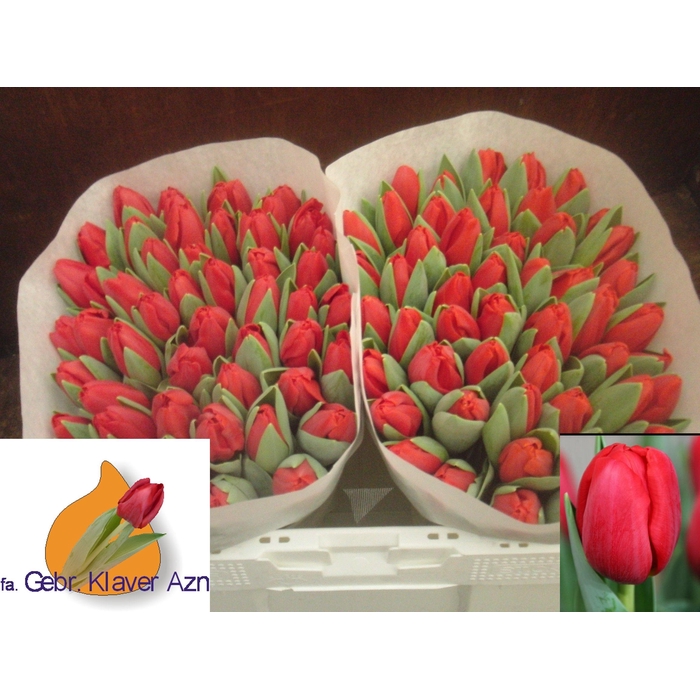 <h4>TU EN ESCAPE</h4>